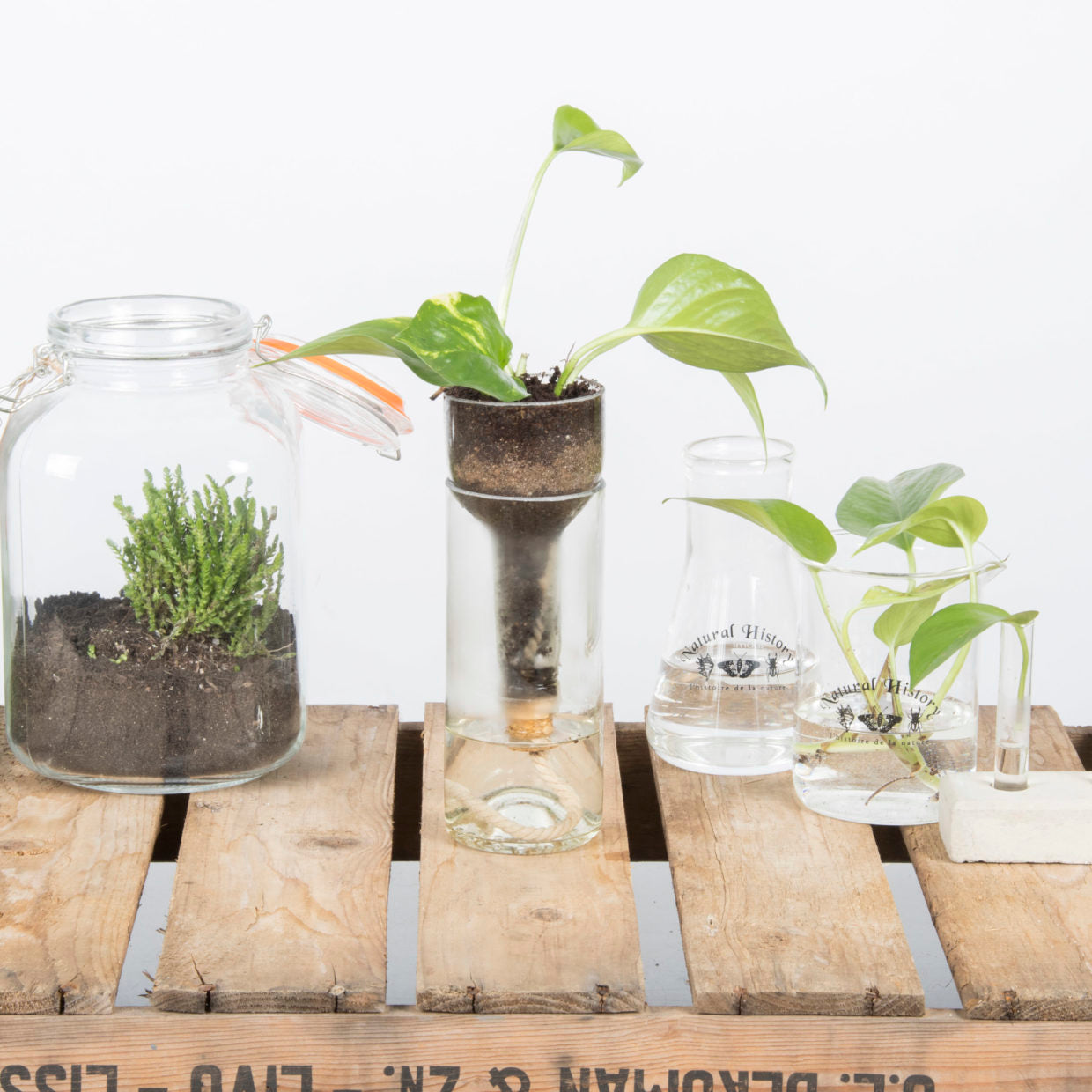 Self Watering Bottle