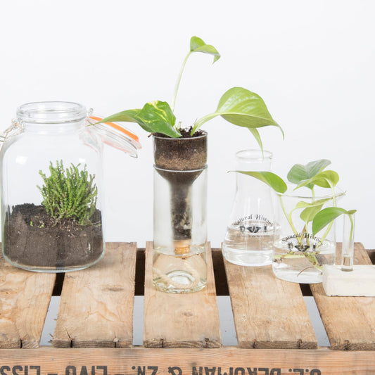 Self Watering Bottle
